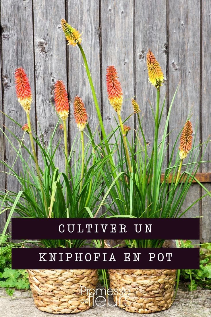 Growing Kniphofia in Containers