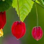 Growing Abutilon in pots