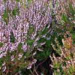 How to grow a heather shrub?