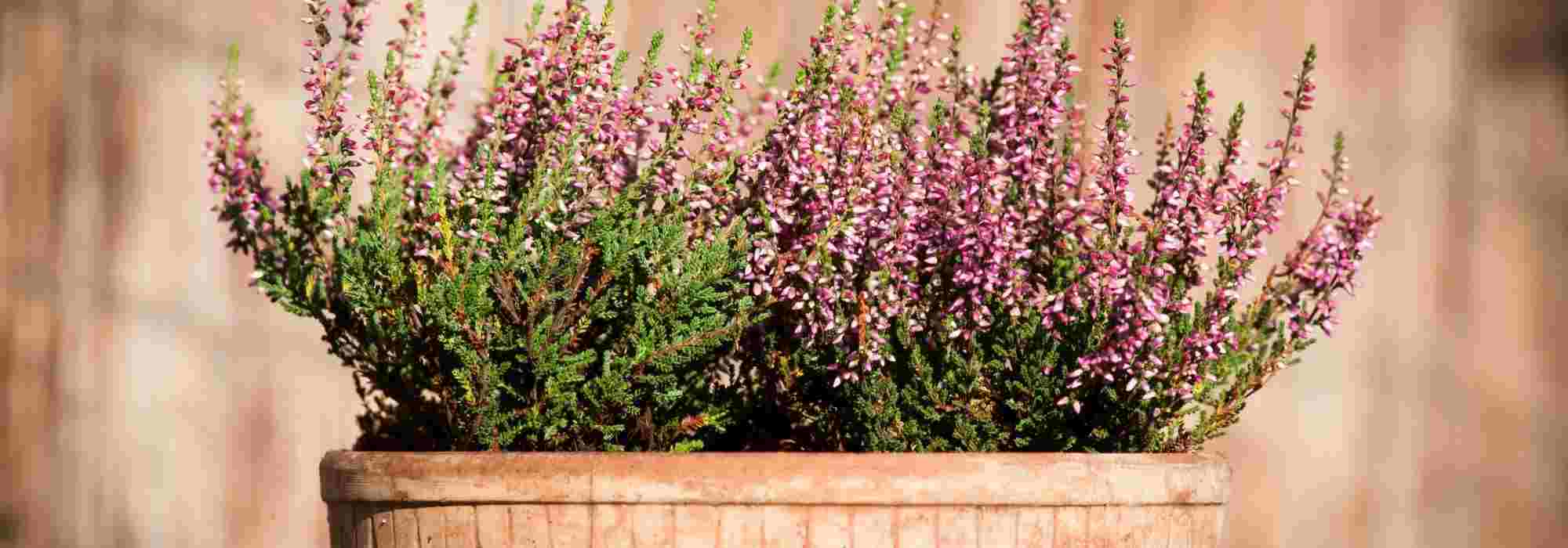 How to grow heather pots?