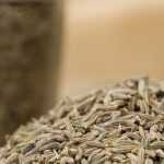 Cumin: sowing, growing and harvest