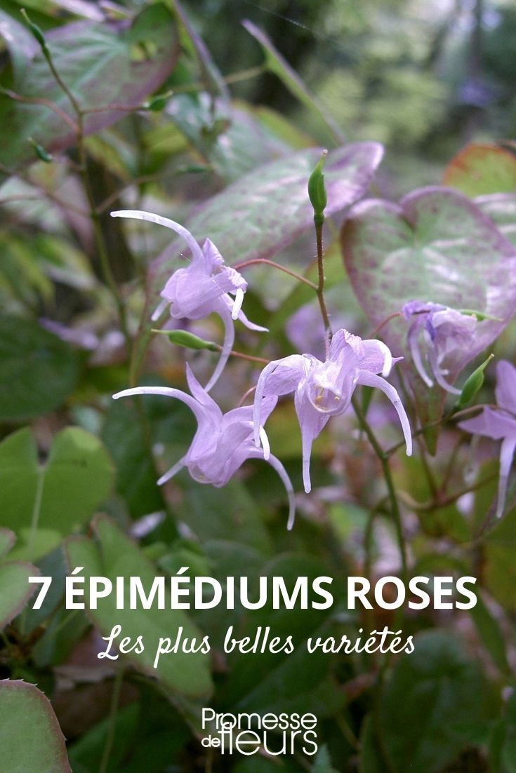 Epimedium 'Rose Queen'