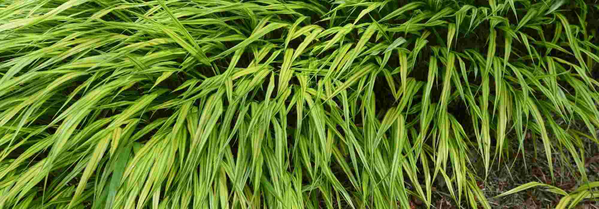 Hakonechloa: the most beautiful varieties