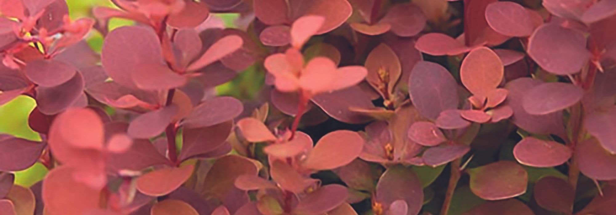 How to pair Berberis?