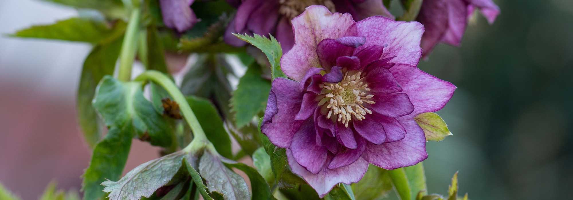 6 Double-flowered Hellebores