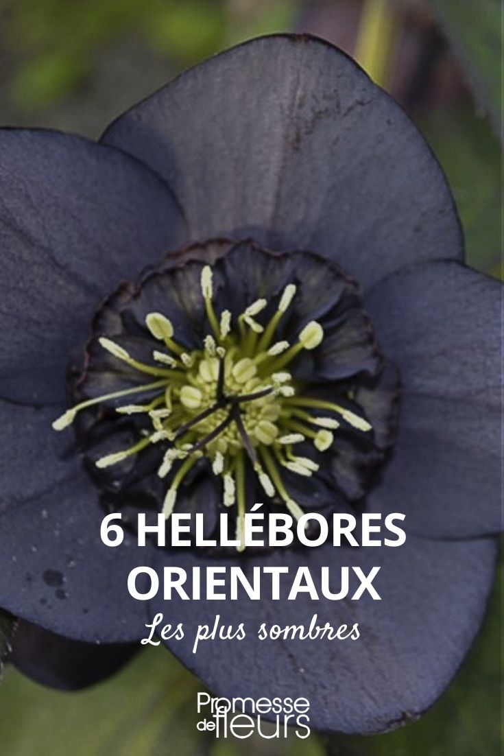 hellebore dark flowers, hellebore dark flowers