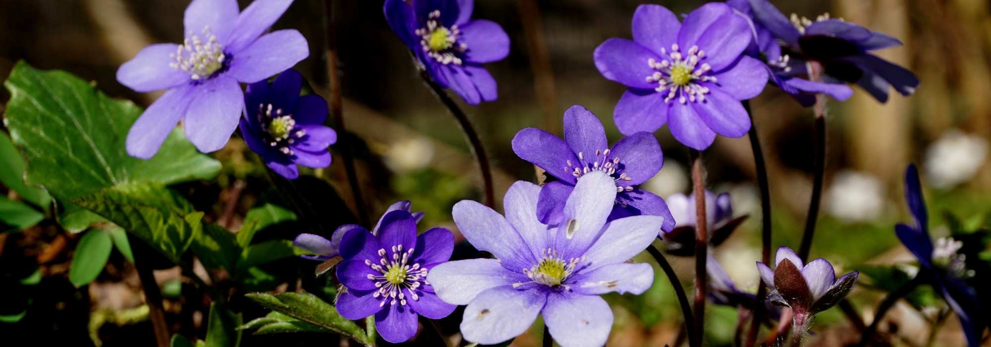 Hepatics: planting and growing