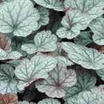 6 silver-leaved heucheras