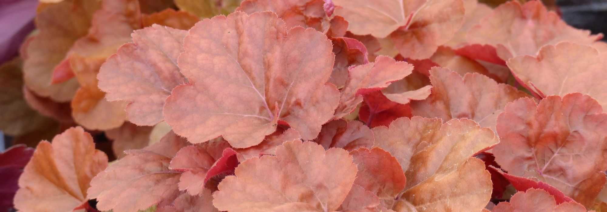7 Heucheras with orange foliage