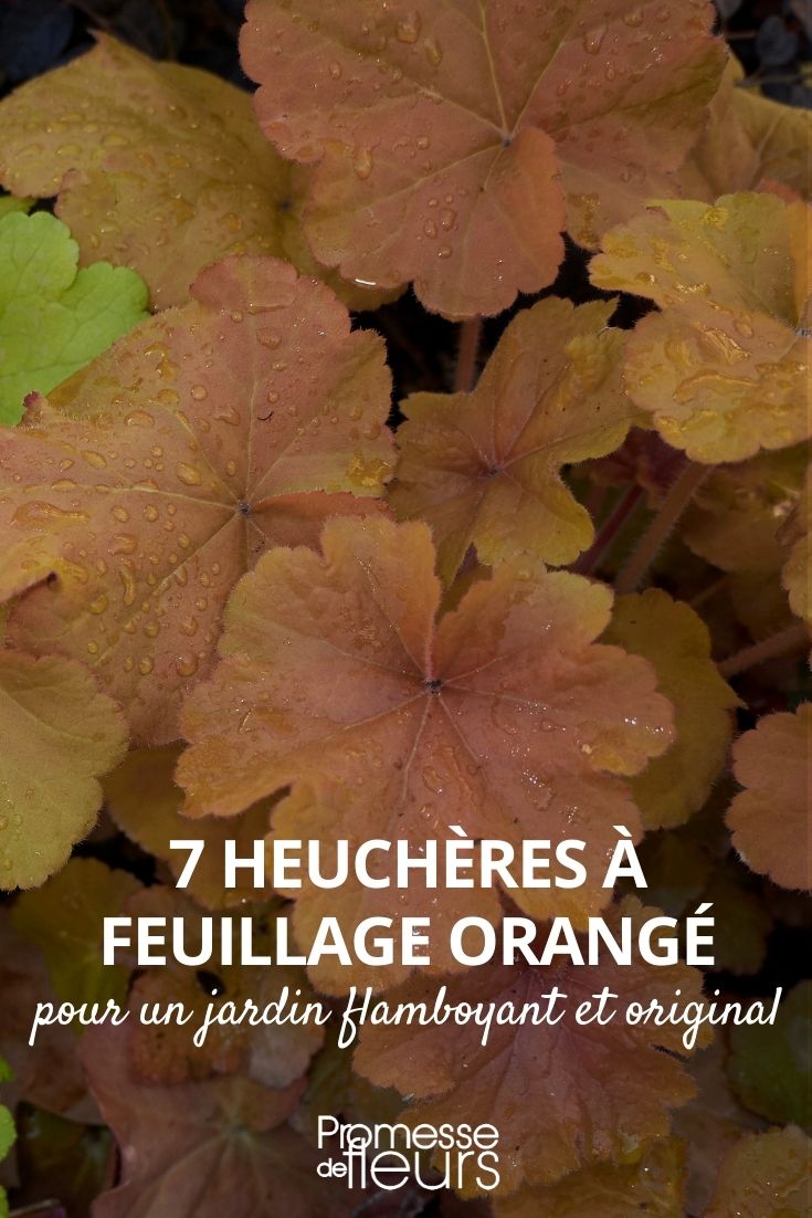orange heucheras
