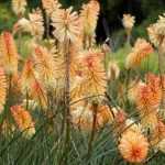 Kniphofia: the most beautiful varieties