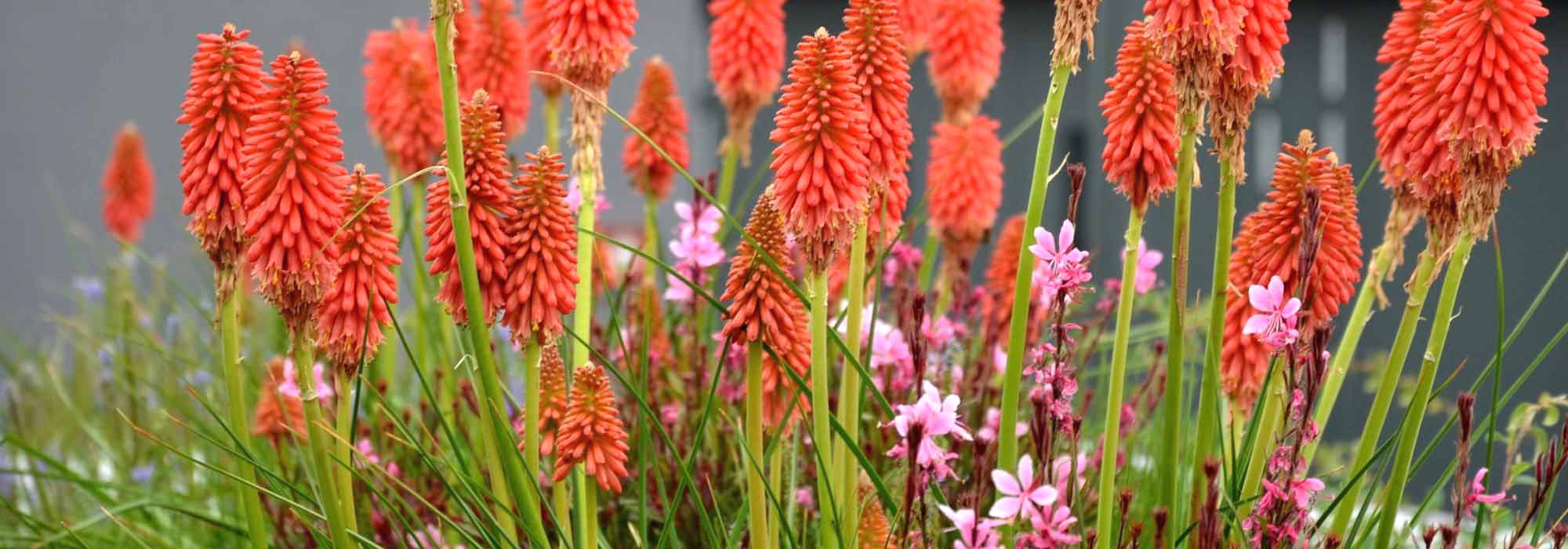 Growing Kniphofia in pots
