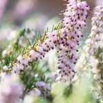 How to propagate heather?