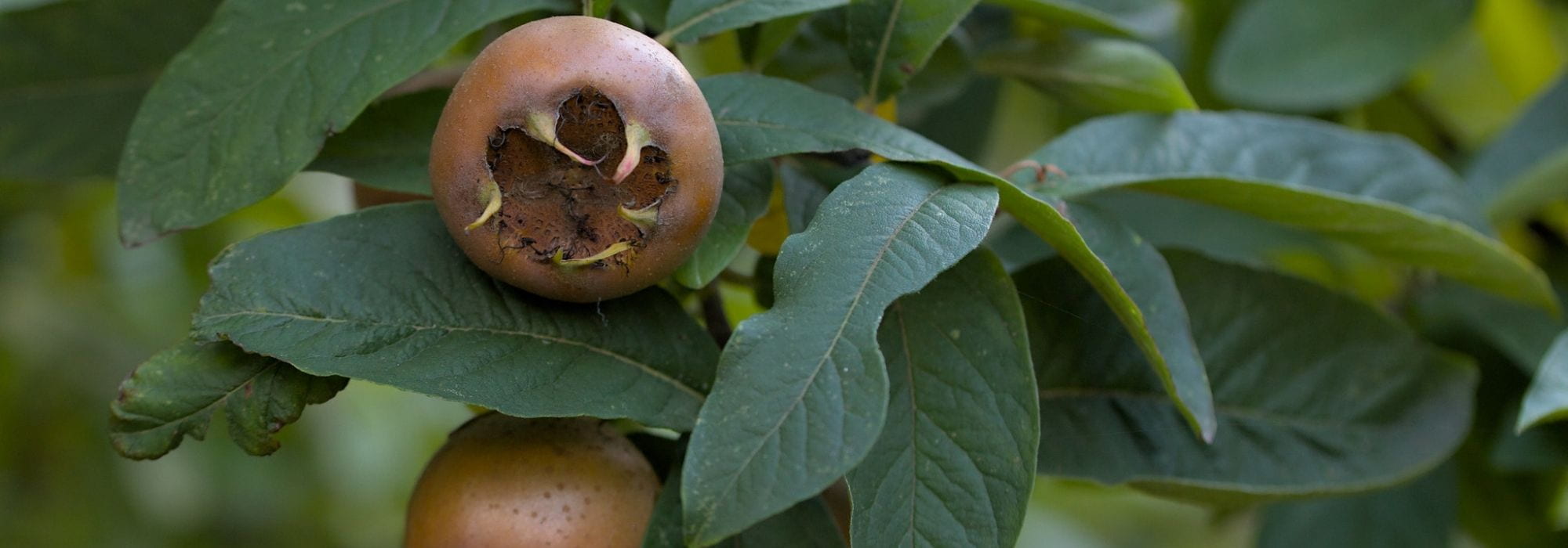 Common medlar: planting, care, and harvest