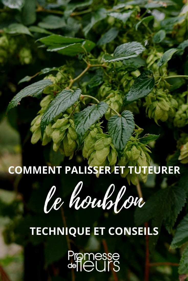 Training and Supporting Hops

Training hops effectively is crucial for maximizing their growth and yield. By using trellises or supports, you can guide the smooth bines of the hop plant upwards, which not only helps in managing space but also enhances air circulation around the plant. This practice reduces the risk of diseases and facilitates easier harvesting.

When setting up a support system for hops, consider using sturdy poles and horizontal wires or strings. The smooth climbing nature of hops means they will wrap themselves around these structures as they grow, reaching for sunlight. It's important to ensure that the support is robust enough to handle the weight of the mature plants, which can become quite heavy with hop cones.

Regularly check and adjust the supports as needed throughout the growing season to keep the hop bines secure and well-directed. This will lead to a healthier crop and potentially more bountiful harvests.