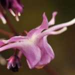 The 7 most beautiful Epimediums