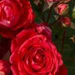 6 bush roses with large red flowers