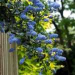 When and how to prune <em>Ceanothus</em>?