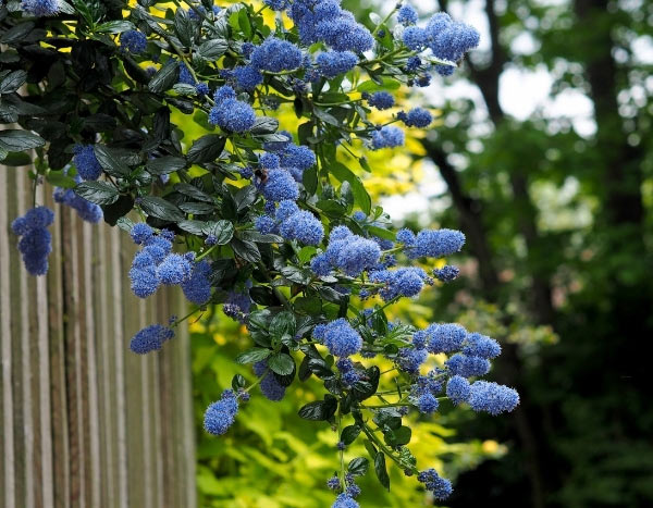 When and how to prune <em>Ceanothus</em>?