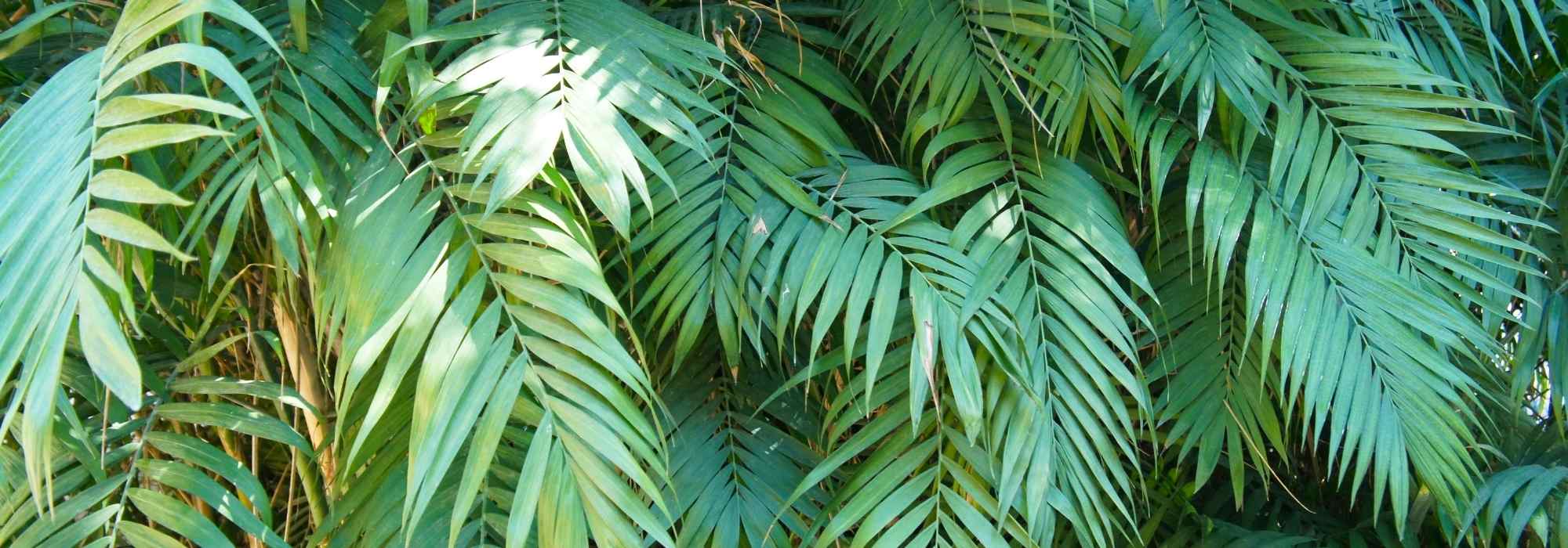 Chamaedorea: planting, care