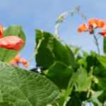 The Spanish bean: sowing, growing, and harvest