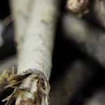 Scorzonera: sow, maintain and harvest