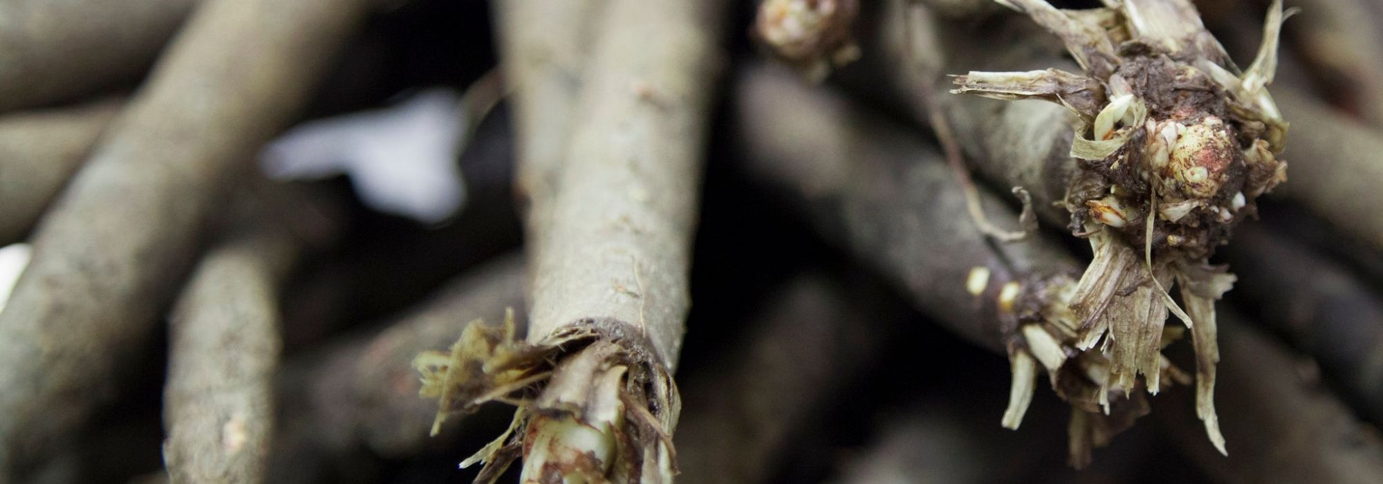 Scorzonera: sow, maintain and harvest