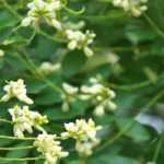 Sophora: planting, growing