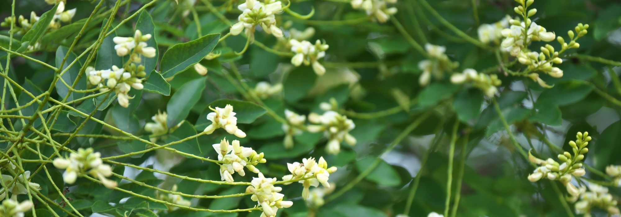 Sophora: planting, growing
