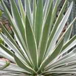 Propagate yucca