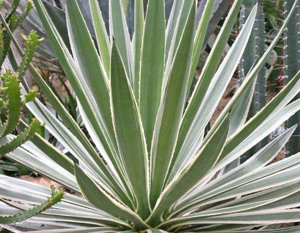 Propagate yucca
