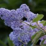 Propagate ceanothus
