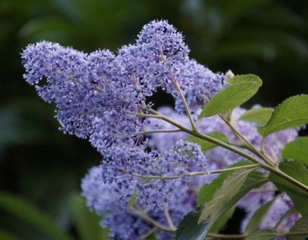 Propagate ceanothus