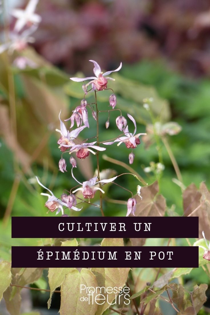 Growing Epimedium in Pots