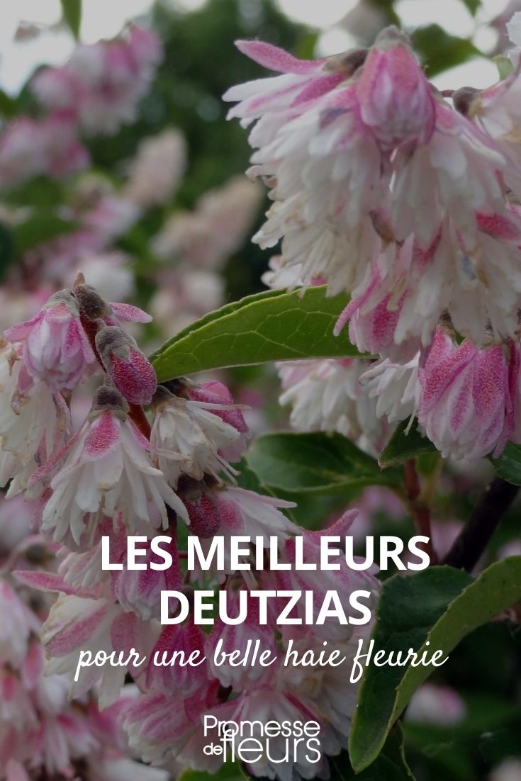 The Best Deutzias for a Flowering Hedge