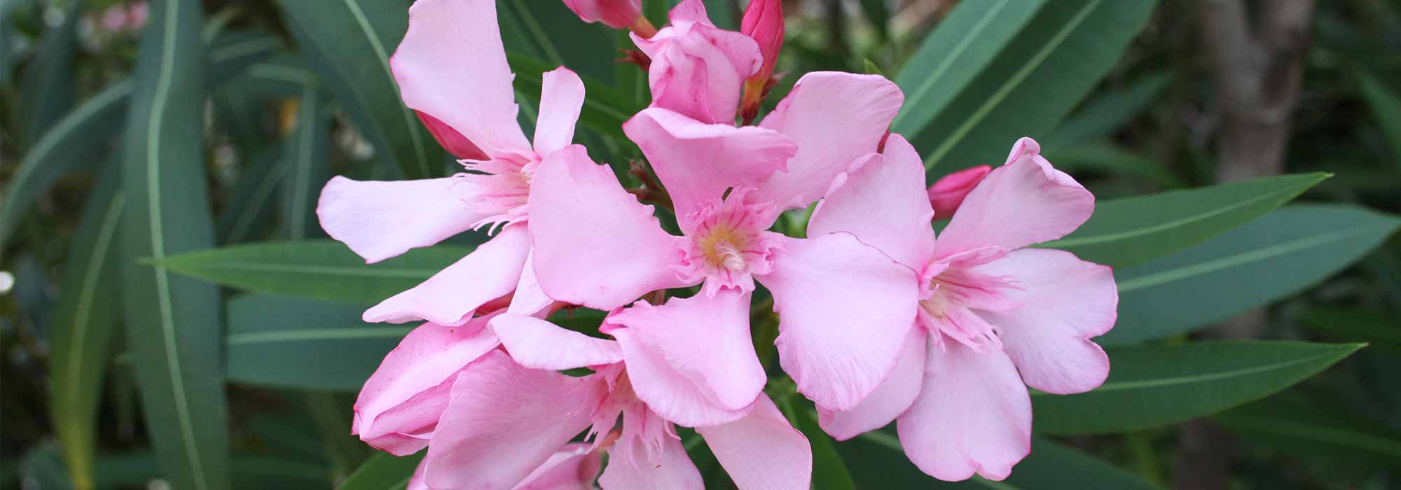 When and how to prune oleander for abundant flowering?
