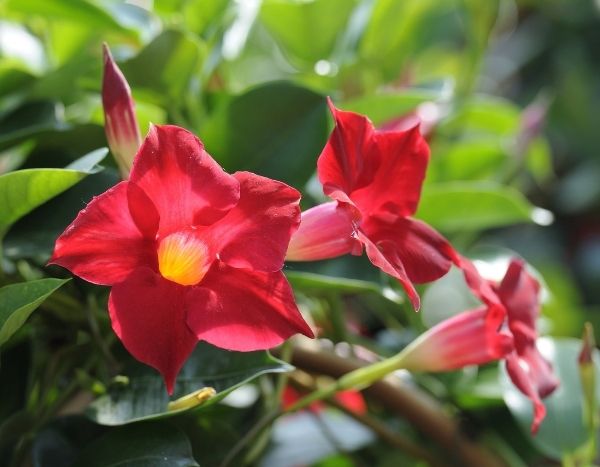 How to prune dipladenia?