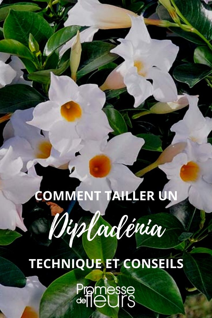 Pruning a Dipladenia