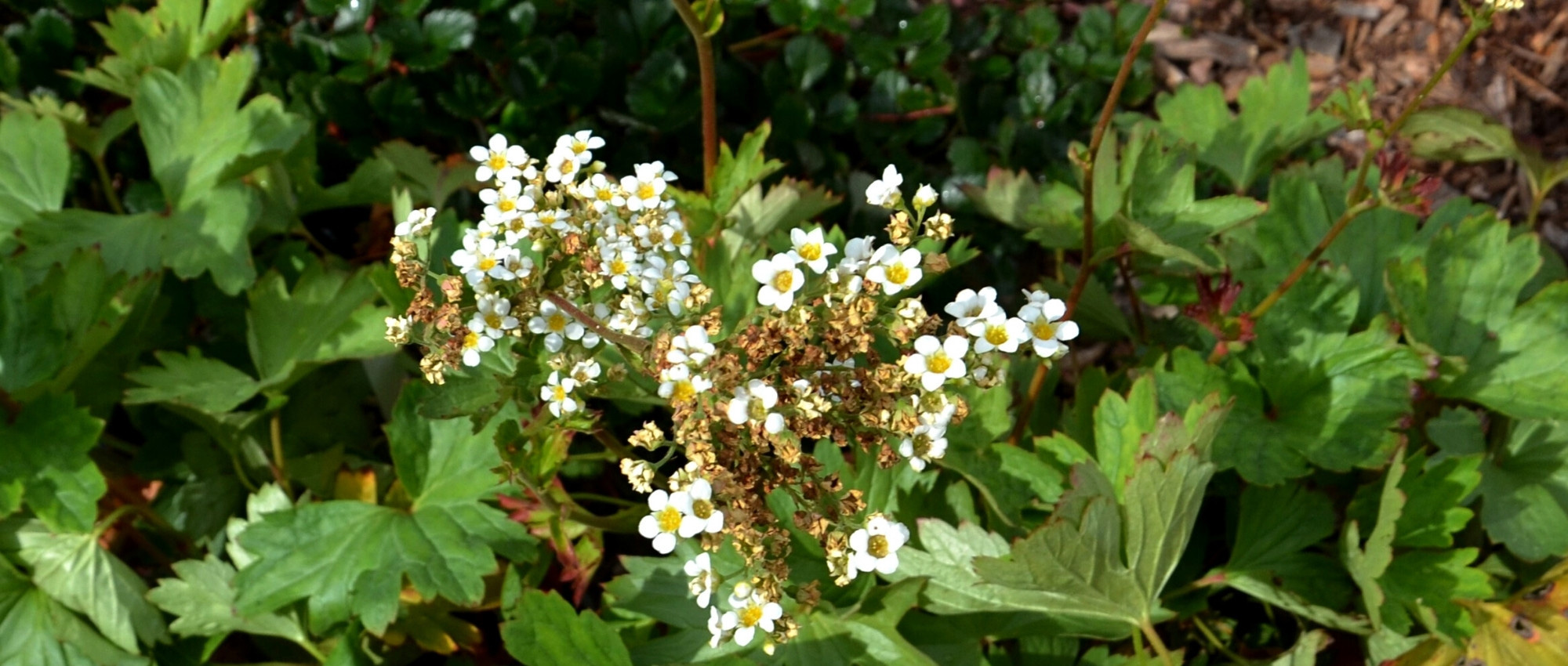 The Boykinia: planting, cultivating and maintaining