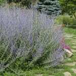 When and how to prune <em>Perovskia</em>?