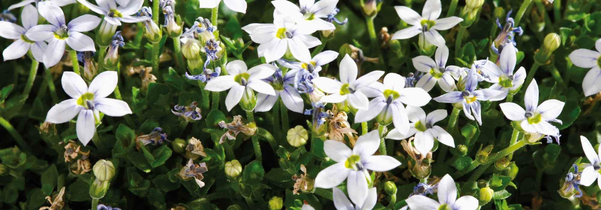 Pratia: planting, cultivation, maintenance