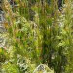 Rhodocoma : planting, growing and care