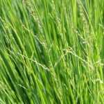 Sesleria: planting, cultivation, and care