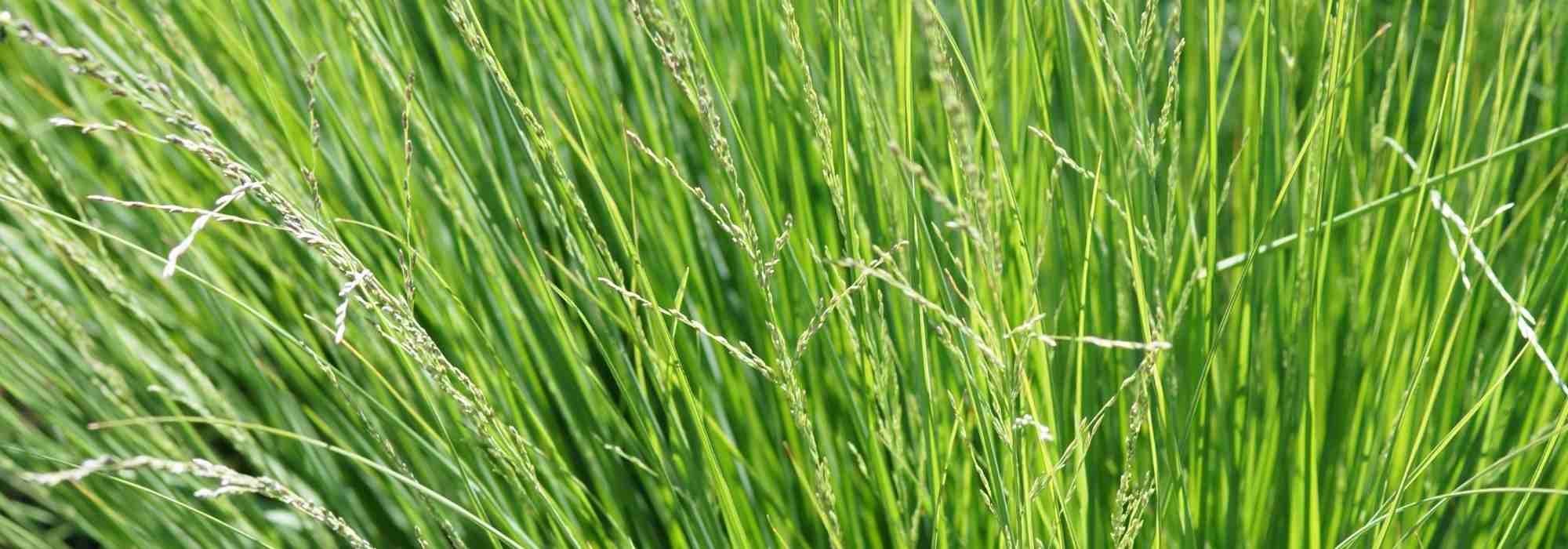 Sesleria: planting, cultivation, and care