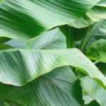How to propagate banana plants?