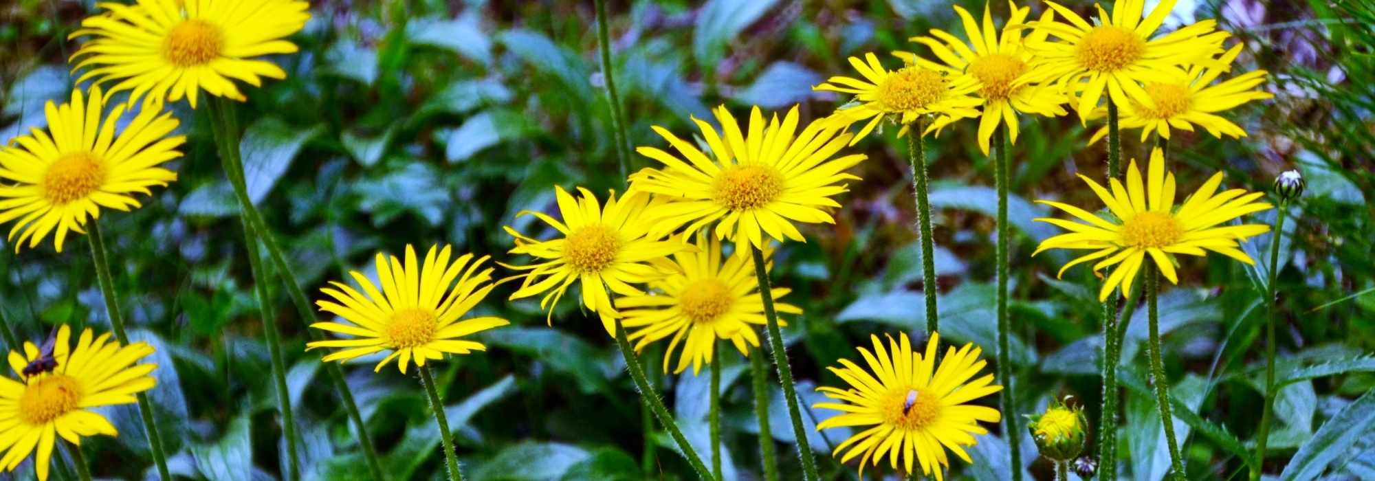 Buphthalmum : planting, cultivation