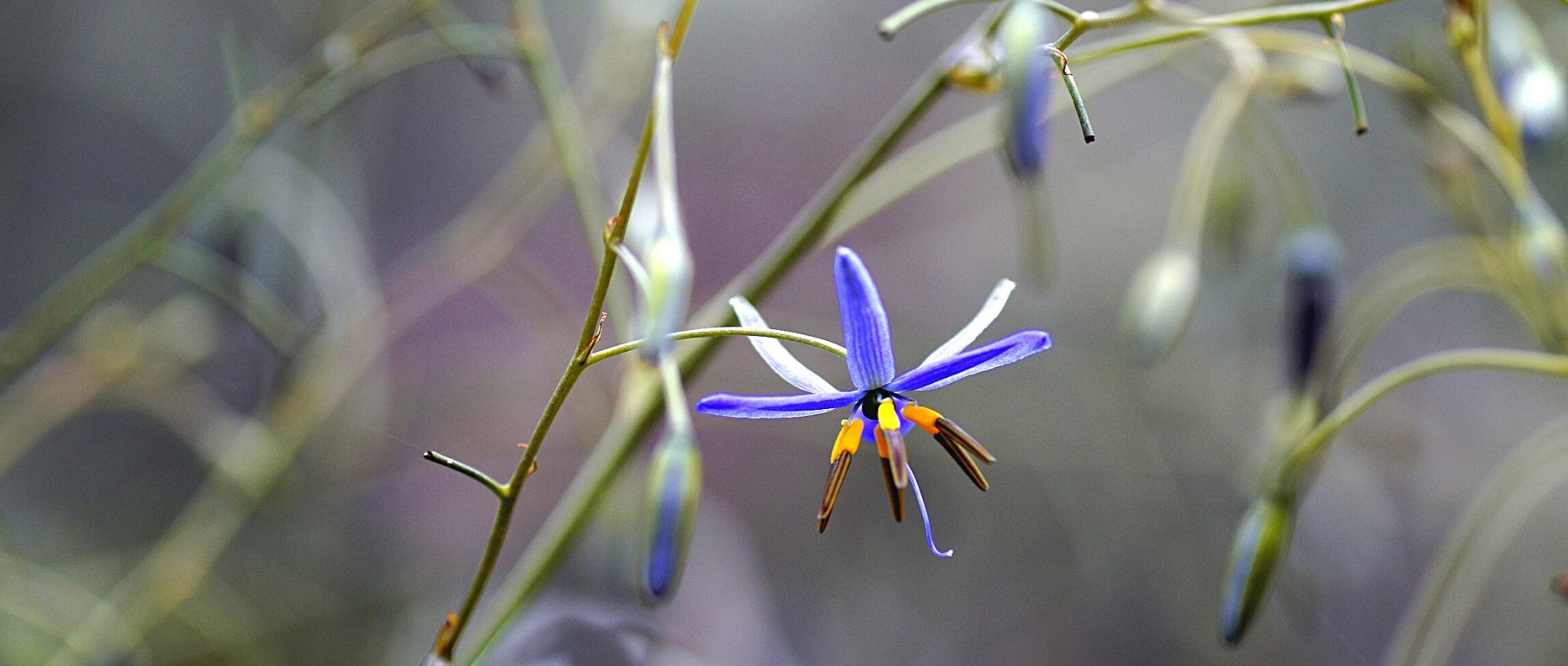 Dianella: planting, cultivation and maintenance