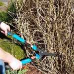 Pruning Pennisetum : when and how?
