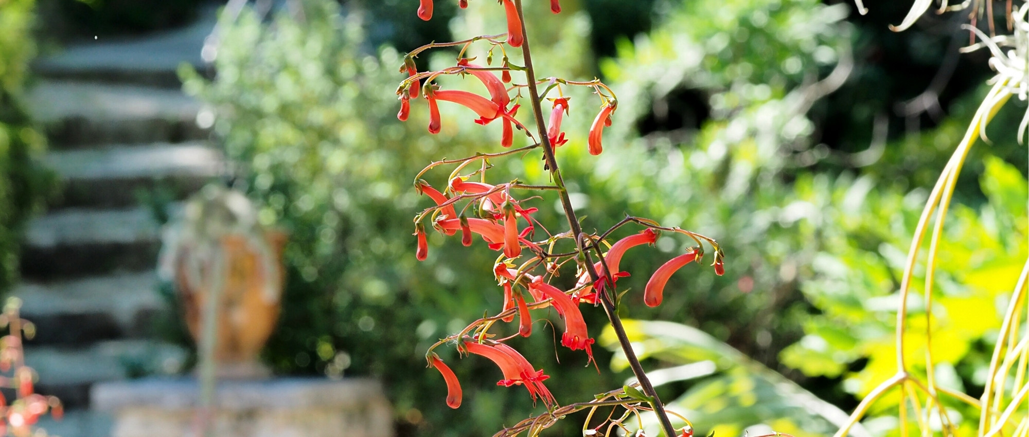 Phygelius: Plant, cultivate and maintain