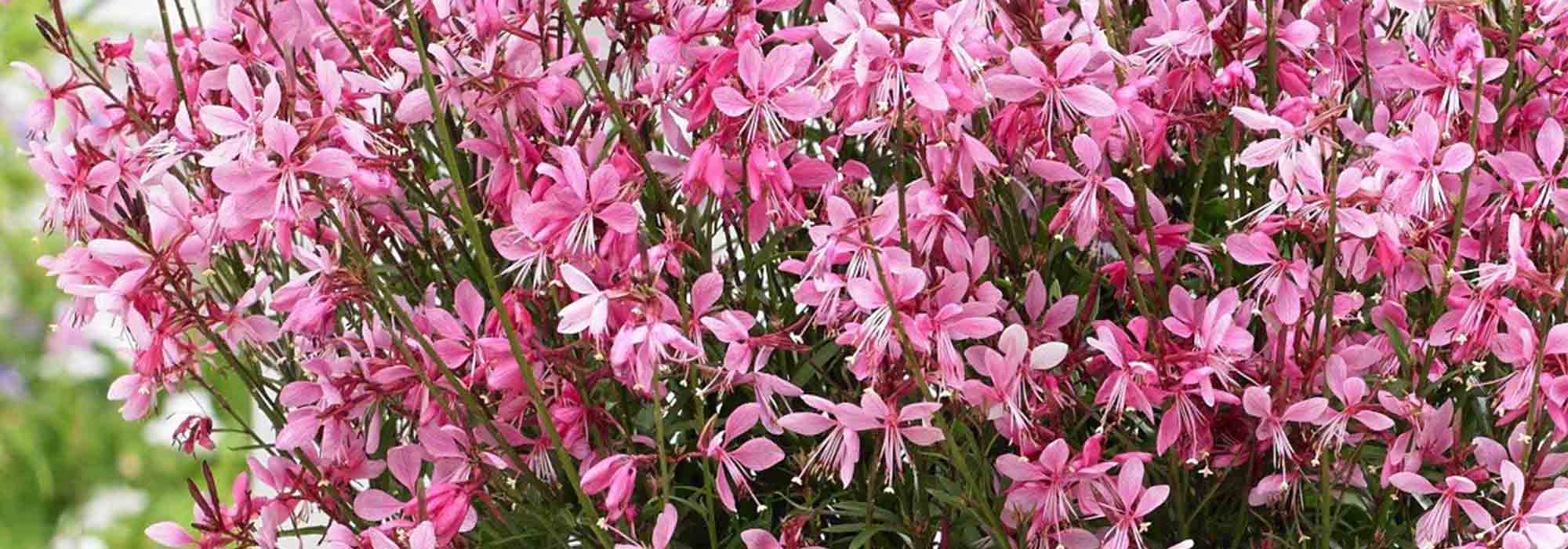 How to propagate Gaura<em> </em>? Our tutorial